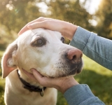 Il mio cane ha un’ulcera sul tartufo che non guarisce:  Il carcinoma del tartufo del cane.